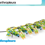 0Arthropleura